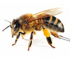 <p><span>A structure on honeybee legs used to carry pollen back to the hive.</span></p><ul><li><p><span>on hind leg tibia of European honey bee</span></p></li></ul><p></p>