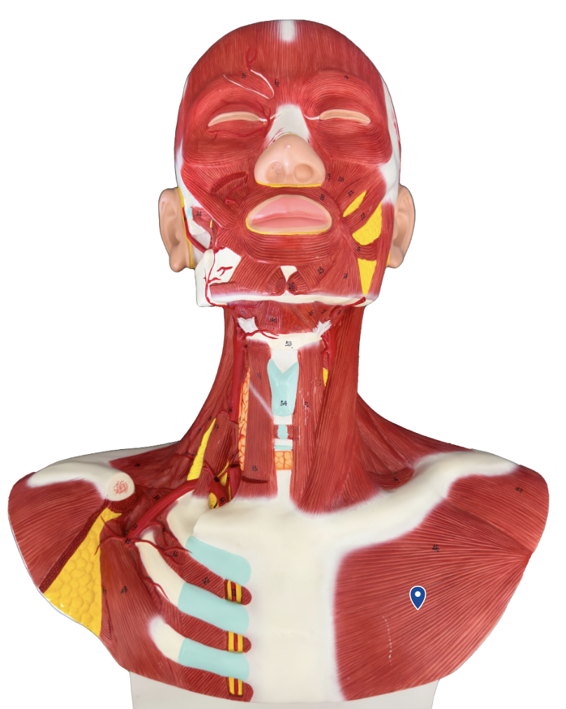 <p>What is the action of the pectoralis major?</p>
