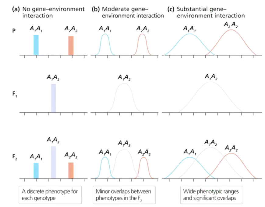 <ul><li><p>Environment can affect width of quantitative distribution of phenotypes</p><ol><li><p><strong>No interaction</strong> – Each genotype has a distinct phenotype.</p></li><li><p><strong>Moderate interaction</strong> – Some phenotypic overlap due to environmental effects.</p></li><li><p><strong>Strong interaction</strong> – Wide phenotypic variation with significant overlap.</p></li></ol><p>Stronger gene-environment interactions make traits more variable and less predictable.</p></li></ul><p></p>