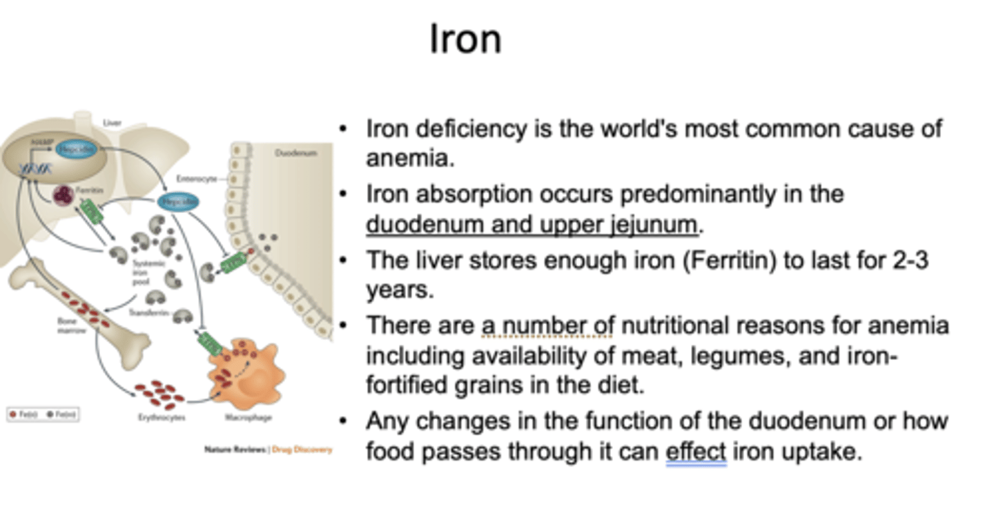 <p>iron deficiency</p>
