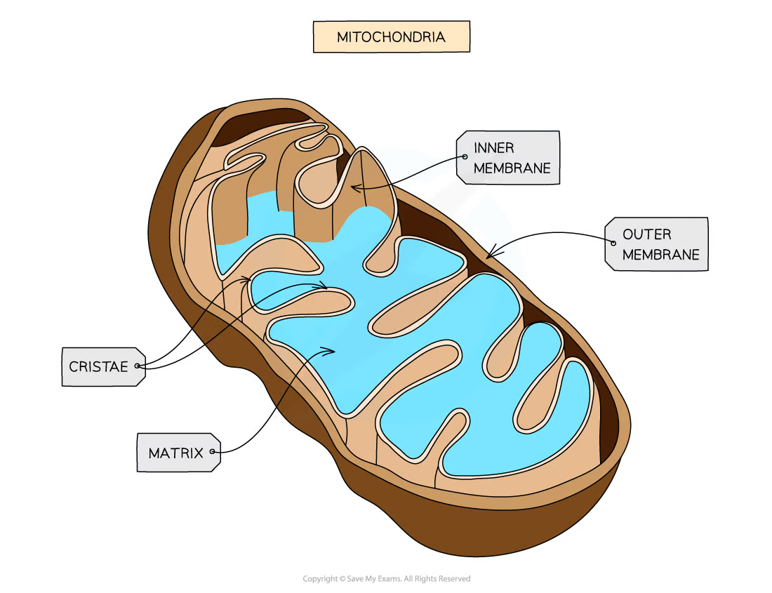 <ul><li><p>The site of <strong>aerobic</strong> <strong><span style="color: var(--bs-link-color)">respiration</span></strong> within eukaryotic cells - visible with a light microscope</p></li><li><p><span>surrounded by a </span><strong>double-membrane</strong><span> with the inner membrane folded to form structures called&nbsp;</span><strong>cristae</strong></p></li><li><p><strong>matrix </strong>contains enzymes needed for aerobic respiration producing ATP - also contain DNA and <span>ribosomes</span></p></li></ul>