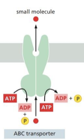 <p>ABC transporters = ATP-binding casette transporters</p><ul><li><p>mainly pump small organing molecules across membrane</p></li></ul>