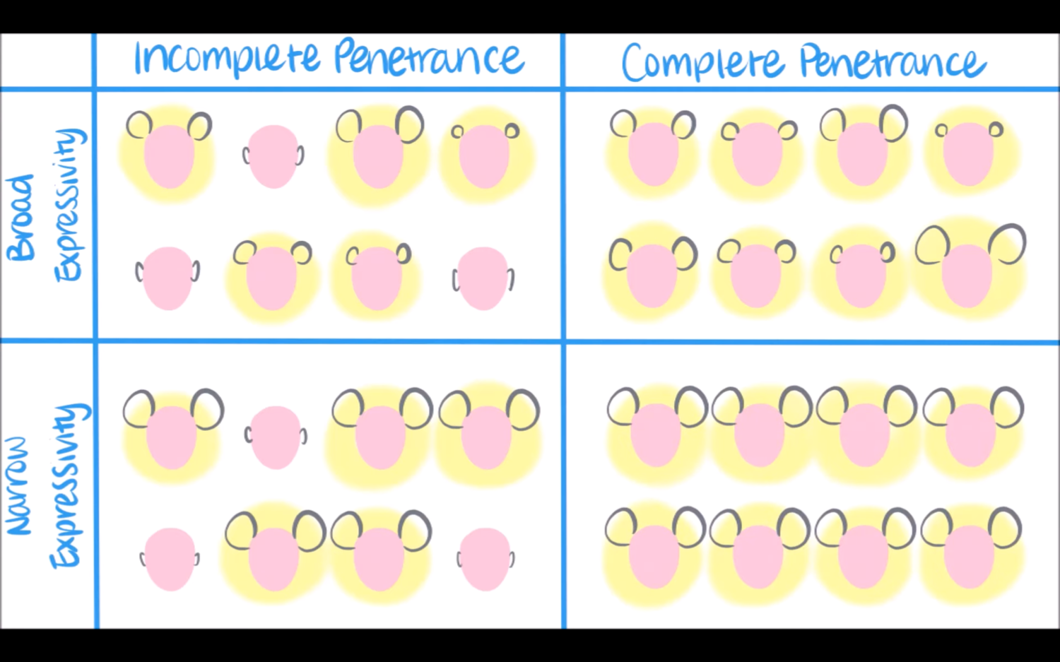 <p>penetrance: how often does someone with the genotype actually show the corresponding </p><p>expressivity: variation in severity or expression of phenotype </p>