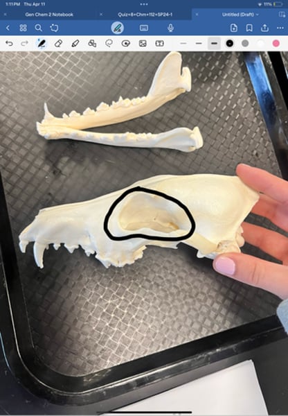<p>eye socket</p>