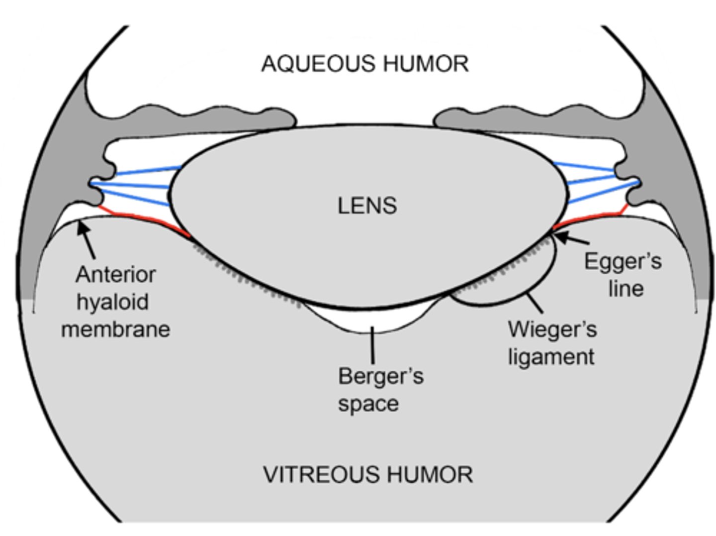 <p>Hyaloid-capsular ligament (Wieger's)</p>