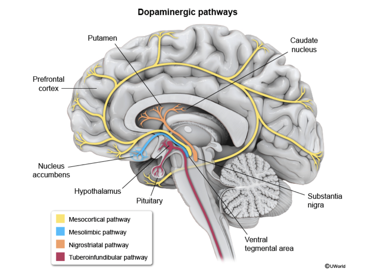 <p>Dopamine Pathways</p>