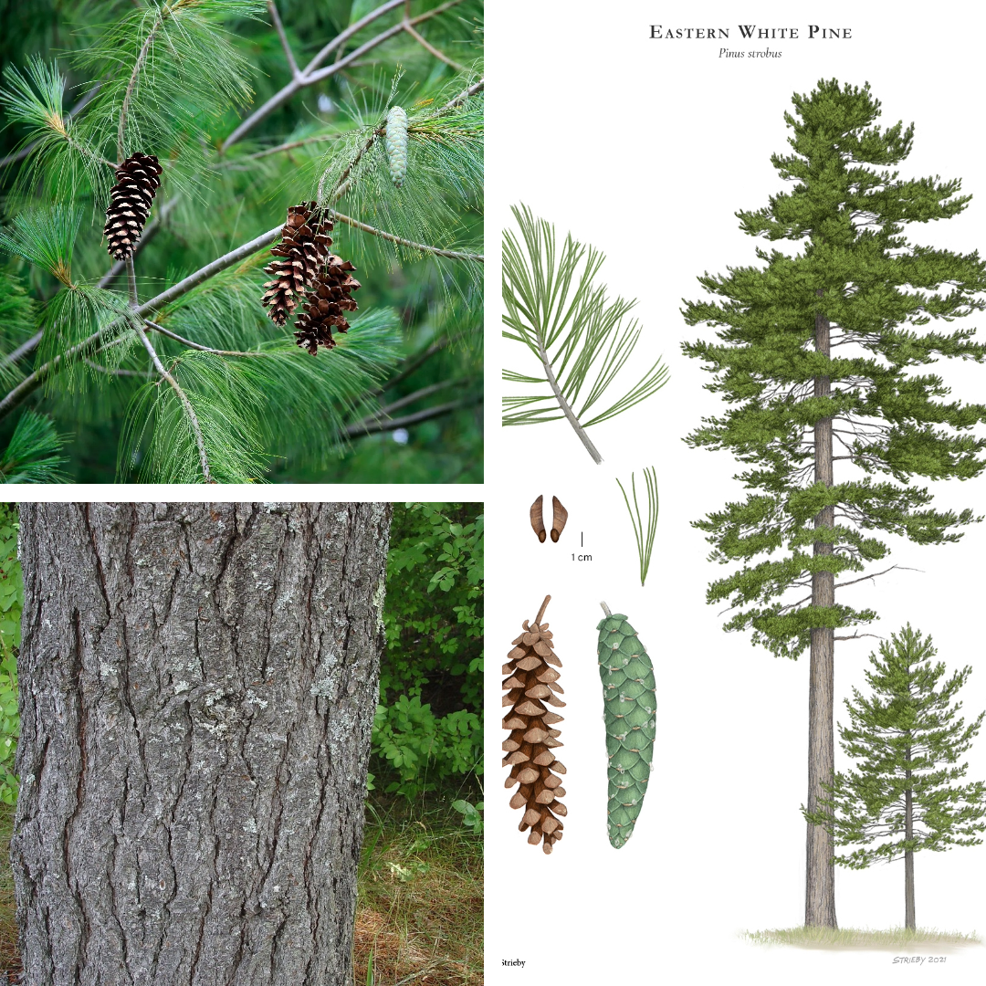 <p>Eastern White Pine:</p><p>5-needle, white striped, flexible, long pones often covered in resin, look fluffy!</p>