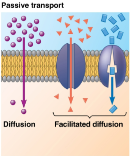 <p>Facilitated diffusion</p>