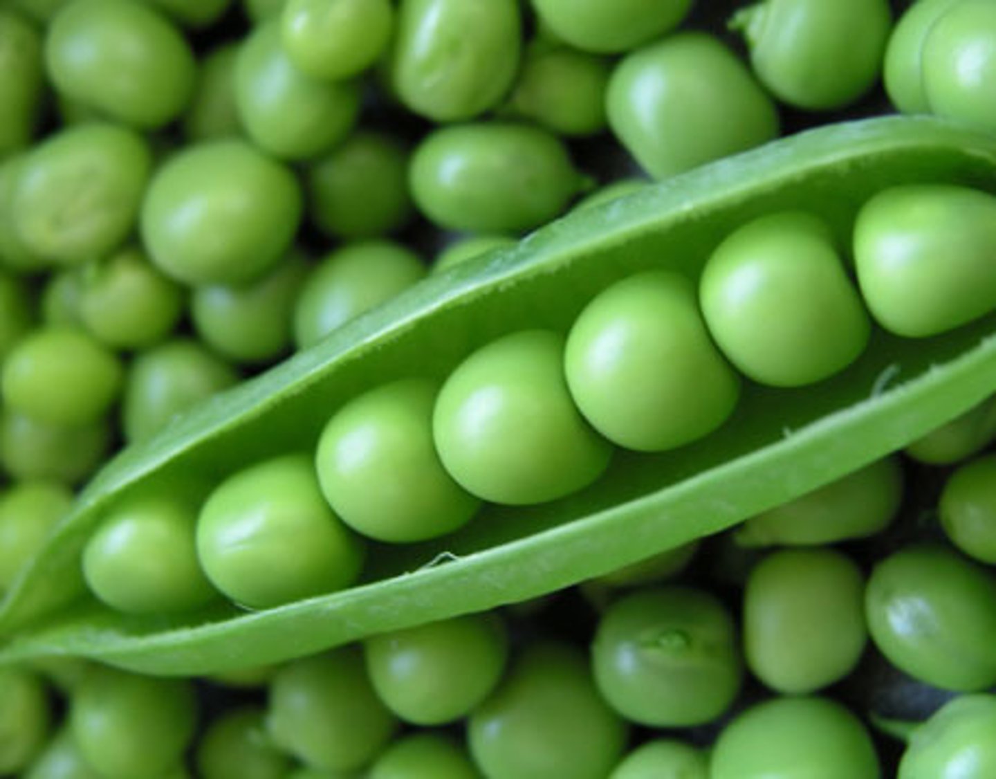 <p>the peas</p>