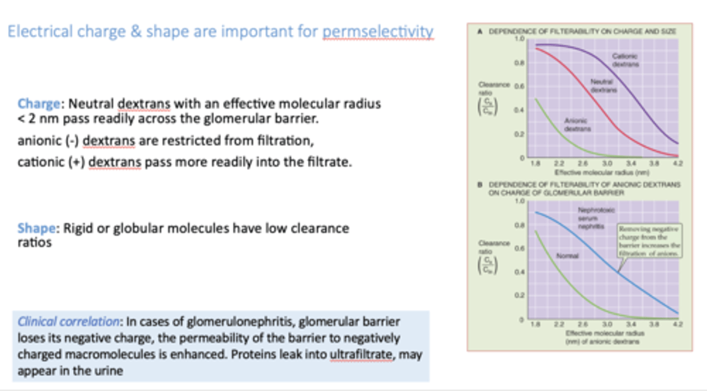 <p>glomerulonephritis</p>