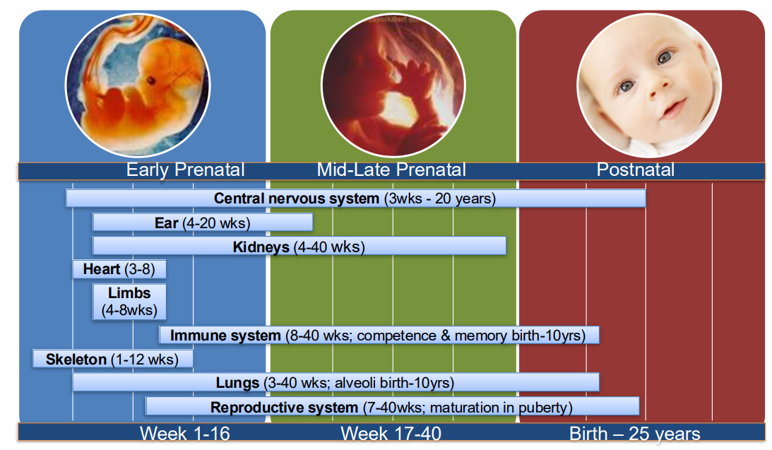 <p><u>In adults:</u></p><p>Regulation of metabolism</p><p>Regulation of water, salt and nutrient uptake</p><p>Stress response</p><p>Reproduction</p><p><u>During development:</u></p><p>Organ development,</p><p>Growth and organisation</p>