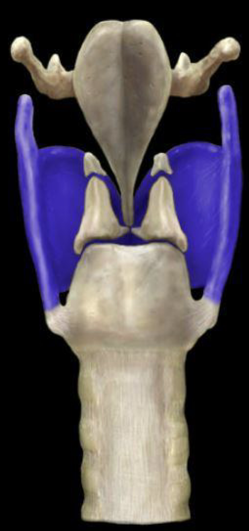 What structure is highlighted in blue?