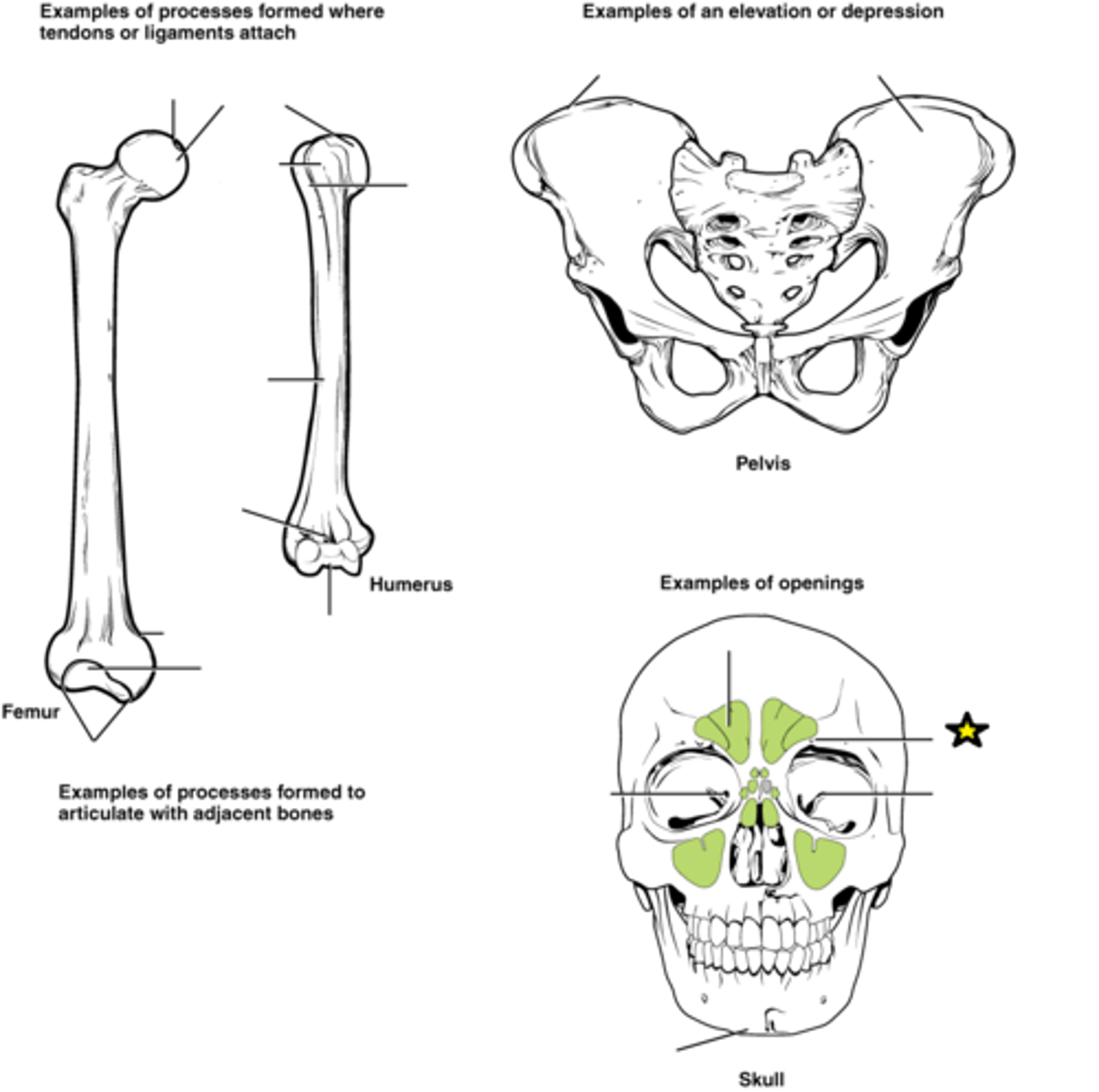 <p>Round or oval opening through a bone</p>