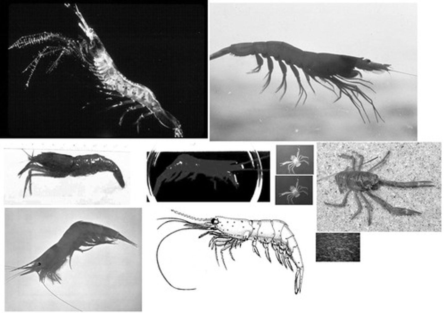<p>10 legs ( 5 pairs ) , chelipeds (crushers) 1st pair,</p>