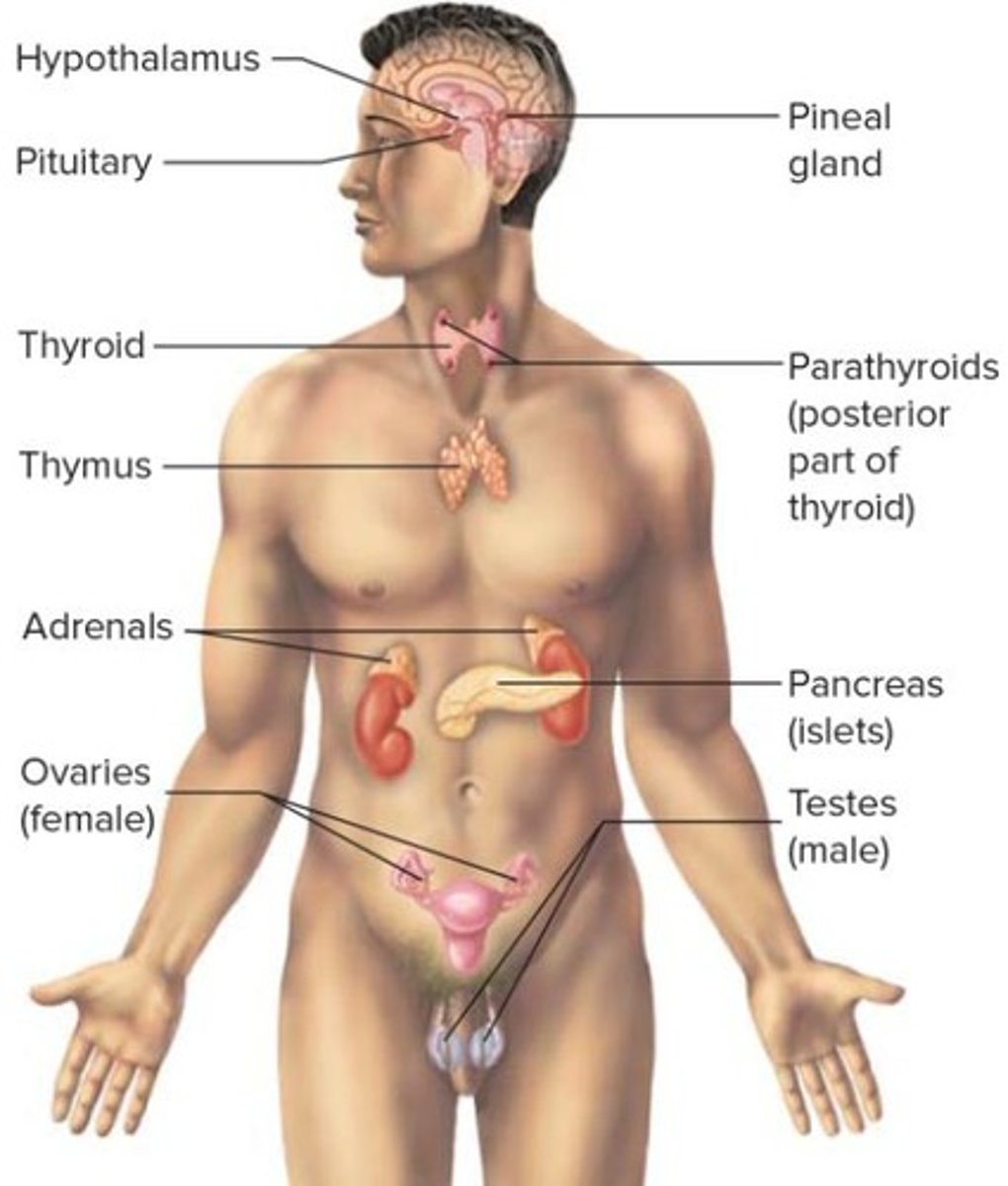 <p>Endocrine glands such as the thyroid gland and adrenal gland.</p>