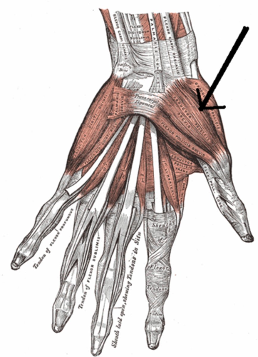 <p>Action: Abducts thumb<br><br>Origin: flexor retinaculum <br><br>Insertion: lateral base of thumb's proximal phalanx</p>