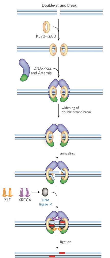 <p>favoured pathway in humans (except in S phase → HR would be favoured)</p><ul><li><p>error prone → insertions + deletions if overhangs don’t align perfectly </p></li></ul><p></p><p><u>mechanism</u></p><ol><li><p>break recognition</p><ol><li><p>Ku70-Ku80 complex binds DNA ends + recruits repair factors</p><ol><li><p>help keep ends together to prevent strands from diffusing away</p></li></ol></li></ol></li><li><p>DNA-PKcs (kinase) bound to Artemis recruited </p><ol><li><p>phosphorylates → kinase cascade </p></li></ol></li><li><p>Artemis “processes” site </p><ol><li><p>widens gap to allow more repair factors to bind</p></li><li><p>has nuclease + helicase activity </p></li></ol></li><li><p>broken DNA ends synapsed by Artemis </p><ol><li><p>on both sides of DSB, 1 strand of double helix lifted → flap</p></li><li><p>overhangs anneal via antiparallel complementary WC interaction</p></li></ol></li><li><p>Artemis removes single-strand extensions/hairpins → end-processing</p></li><li><p>XLF + XRCC4 + ligase IV complex seals up phosphodiester backbone </p></li></ol><p></p>