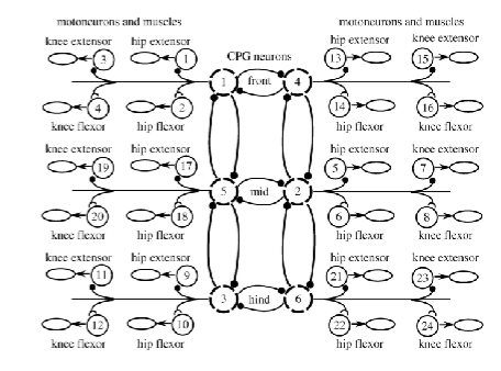 <p>nerves organized into fixed circuits that control stereotyped periodic behavior like walking</p><p>can function independent of sensory inputs</p>