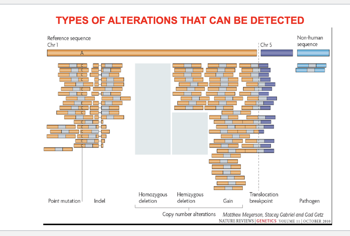 <ul><li><p>point mutation</p></li><li><p>indel = small insertions or deletions of DNA bases</p></li><li><p>copy number alterations</p><ul><li><p>homozygous deletion = both copies of a gene are deleted → complete loss of gene</p></li><li><p>hemizygous deletion = one copy of a gene is deleted → partial loss</p></li><li><p>gain = extra copies of a gene or region → may lead to overexpression</p></li></ul></li><li><p>structural variants</p><ul><li><p>translocation breakpoint = parts of 2 different chromosomes break and reattach to each other → can create fusion genes</p></li><li><p>pathogen integrated into genome</p></li></ul></li></ul><p></p>