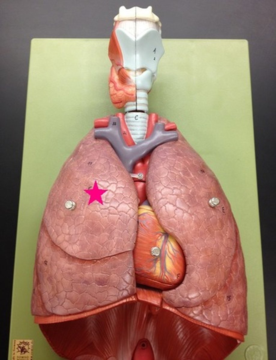 <p>Identify the organ (include left or right).</p>