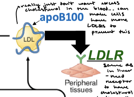 <p>It’s not bad, we just really don’t want excess cholesterol in the bloodstream because that can lead to atherosclerosis. We can make cells have more LDLRs to prevent excess LDL from remaining in the bloodstream. Decreased LDLRs on peripheral tissues means decreased cholesterol levels in the cells (can make more LDL).</p>