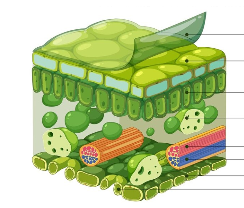 <p>Labelling cross section of the leaf (top to bottom)</p>