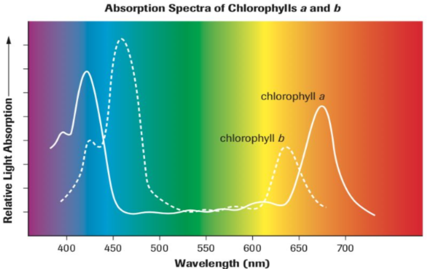 <p>amount of each wavelength absorbed</p>