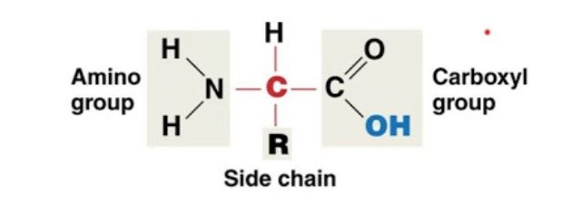<p>Has a carboxyl and amino group (h-n-h and o=c-oh) and a side chain R that changes the properties</p>