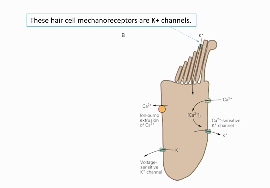 <p>Describe the FULL action potential process for this channel!</p>