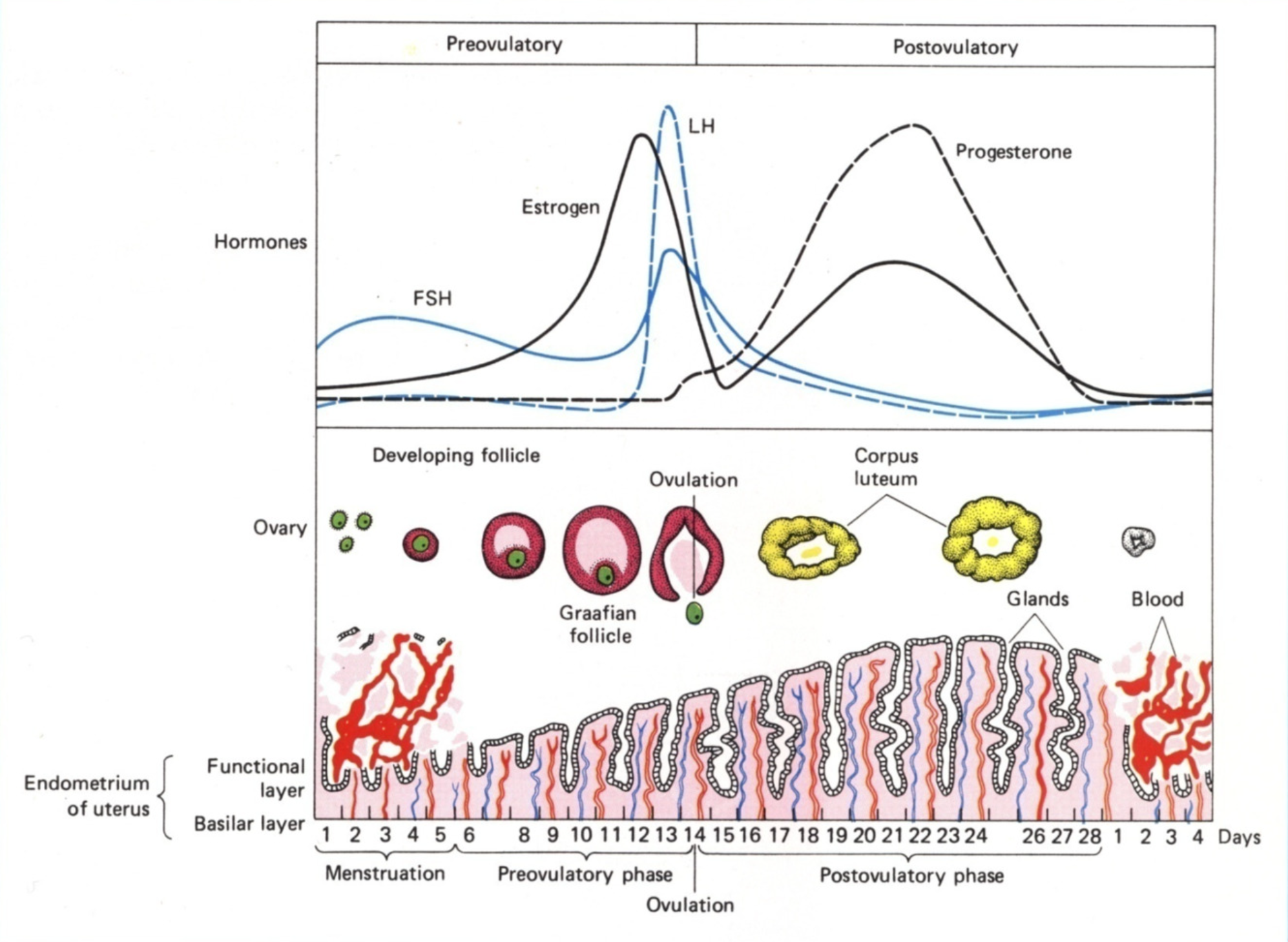 <ul><li><p>Shedding occurs in days 1-5</p></li><li><p>Hypothalamus secretes GnRH</p><ul><li><p>Medium pulses, so most FSH and a little bit of LH released</p></li></ul></li><li><p>Up to 15 follicles are ‘rescued’ - their granulosa and theca cells develop </p></li></ul><p></p><ul><li><p>In days 5-10, the endometrium tries to rebuild after menstrual shedding</p><ul><li><p>Theca cells produce testosterone, which is converted by granulosa to oestrogen</p><ul><li><p>Oestrogen thickens endometrium and thins cervical mucus</p></li></ul></li><li><p>Oestrogen also suppresses FSH production via -ve feedback on HPG axis</p></li></ul></li><li><p>Only one of the 15 follicles are selected to develop further</p></li></ul><p></p>
