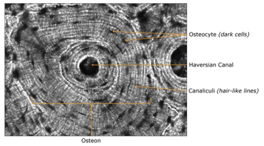 <p>What connective tissue is shown</p>