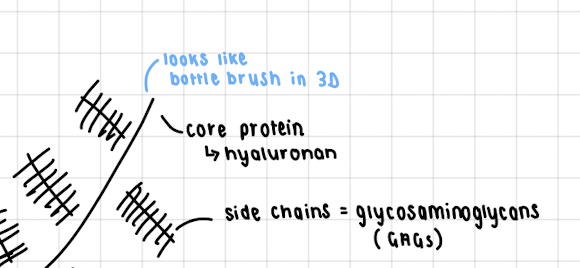 Glycosaminoglycans (GAGs)