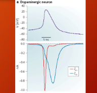 <p>neural recording = timing and waveform</p><p></p><ol><li><p>broad action potentials are due to activation of calcium channels</p></li><li><p>low spontaneous frie rate (low and irregular spontaneous rates are 0.5-8.5 spikes/sec</p></li><li><p>can show location of electrode within dopamine brain regions</p></li></ol><p></p>
