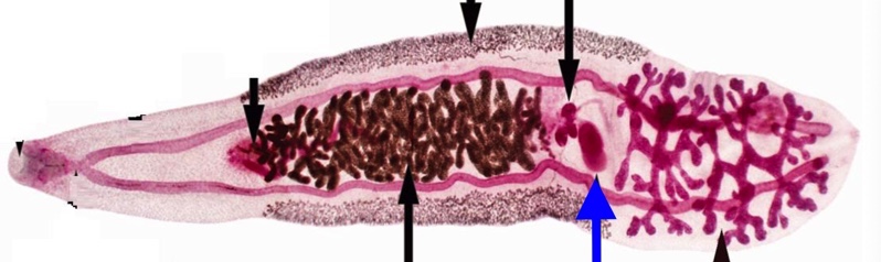 knowt flashcard image