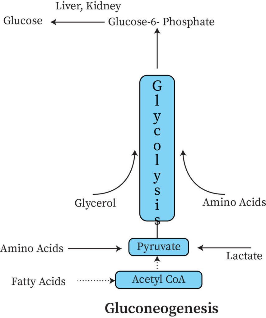 Produces glucose

* occurs in mitochondria and cytoplasma
* Anabolic
* Endorgenic