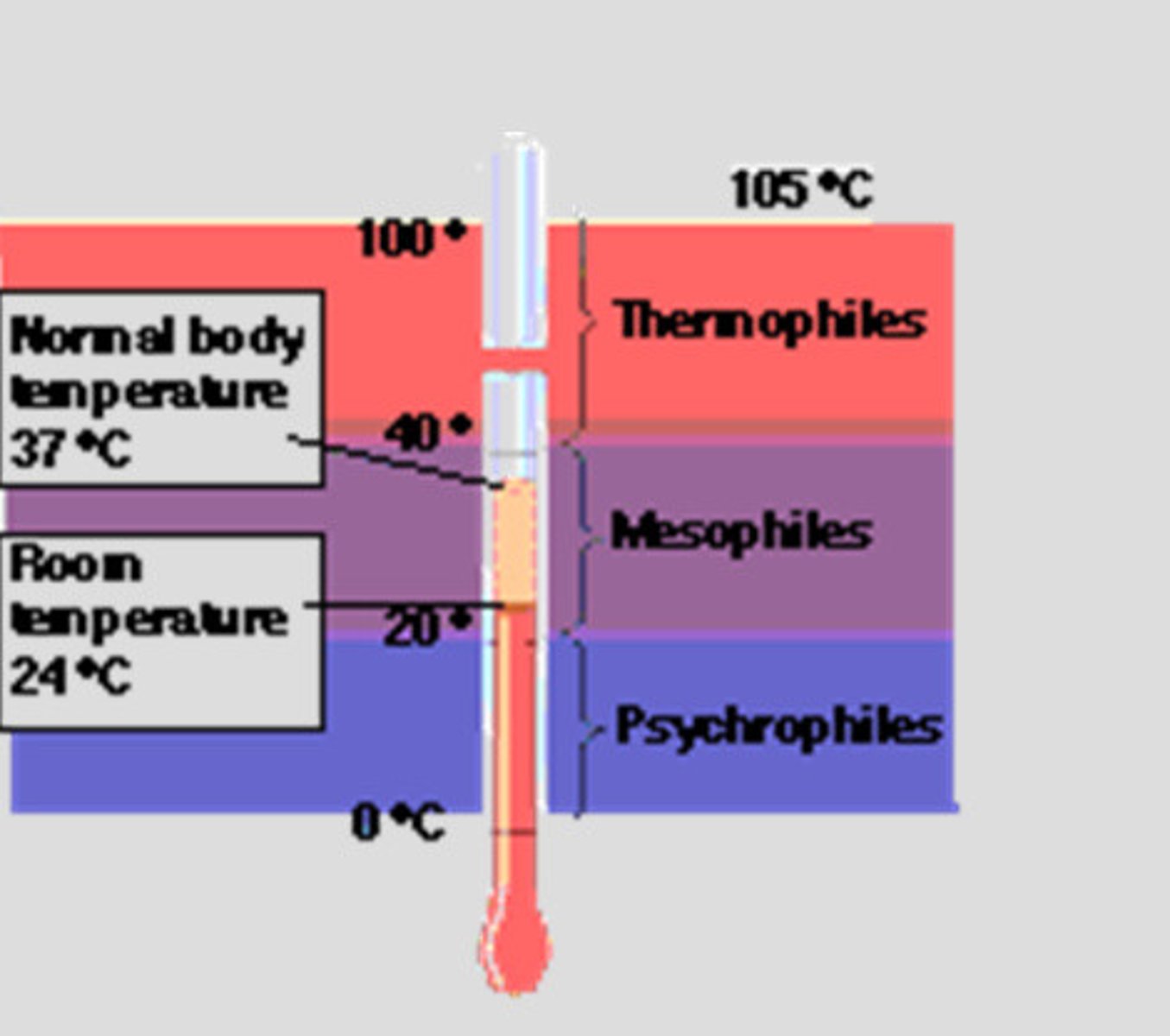 <p>Mesophiles: prefer temp between 20 and 40 degrees C and are most common pathogenic bacteria</p><p>Psychorphiles: require temp lower than 20 C</p><p>Thermophiles: requires temp higher</p>