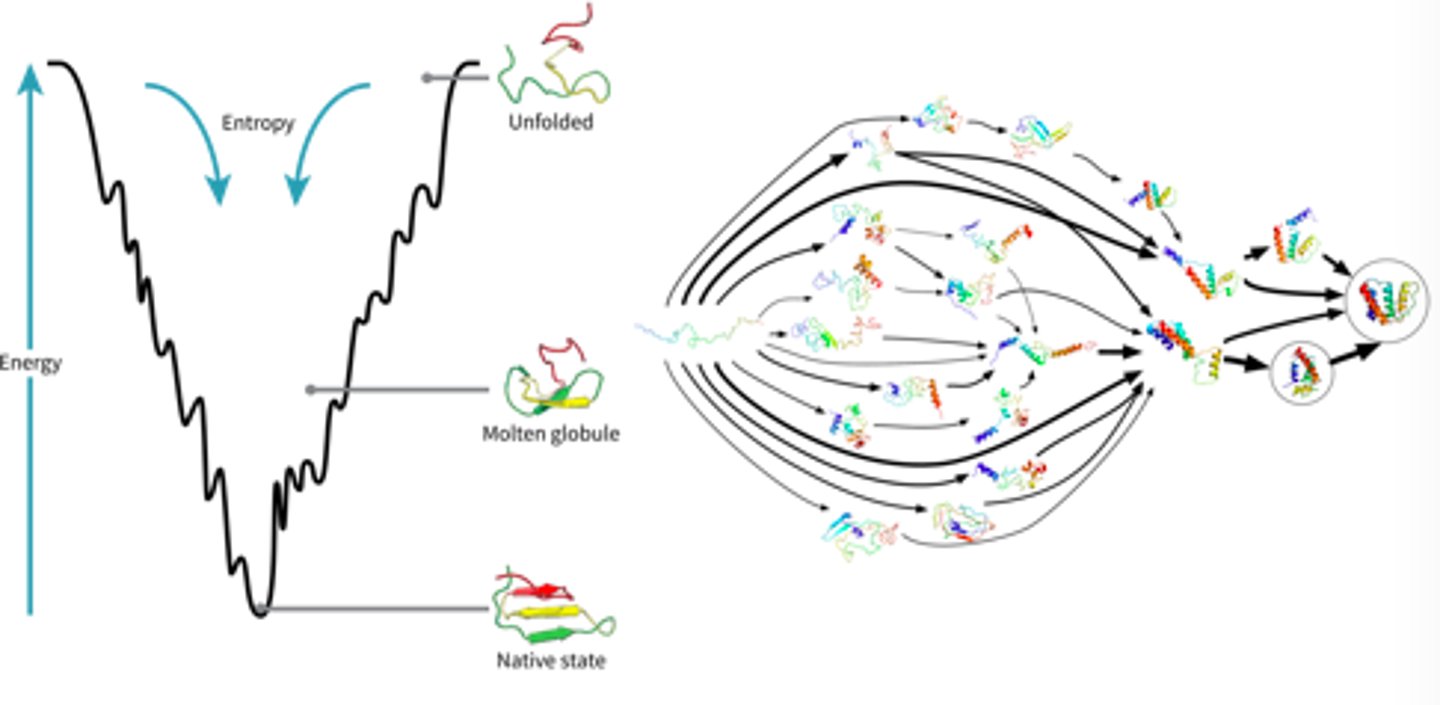 <p>-as a protein goes from its primary structure to its secondary structure and to its native conformational state, it looses free energy as when it is unbonded, it contains more potential to react and is less stable</p><p>-so, the native conformation of a protein always has the lowest energy state</p><p>-Energy funneling: when high energy states get pulled to lower energy states (system becomes more stable)</p><p>-the drive for the secondary state/native conformation of a protein occurs quickly, as does the hydrophobic effect: where the non-polar amino acids get buried inside the protein away from water, these two occurrences work hand in hand to fold proteins into native conformations</p><p>-HOWEVER, it is impossible to completely predict the final shape of a protein</p>