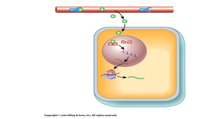 <p>The receptor above would be…</p>