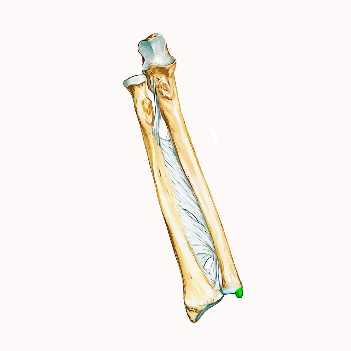 <p>Name the highlighted portion of the ulna</p>