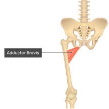 **O:** anterior inferior public ramus

**I:** linear aspera