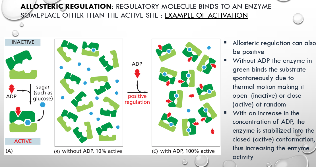 <p>more adp makes the enzyme in green more stabilized by keeping it closed on the substrate</p>