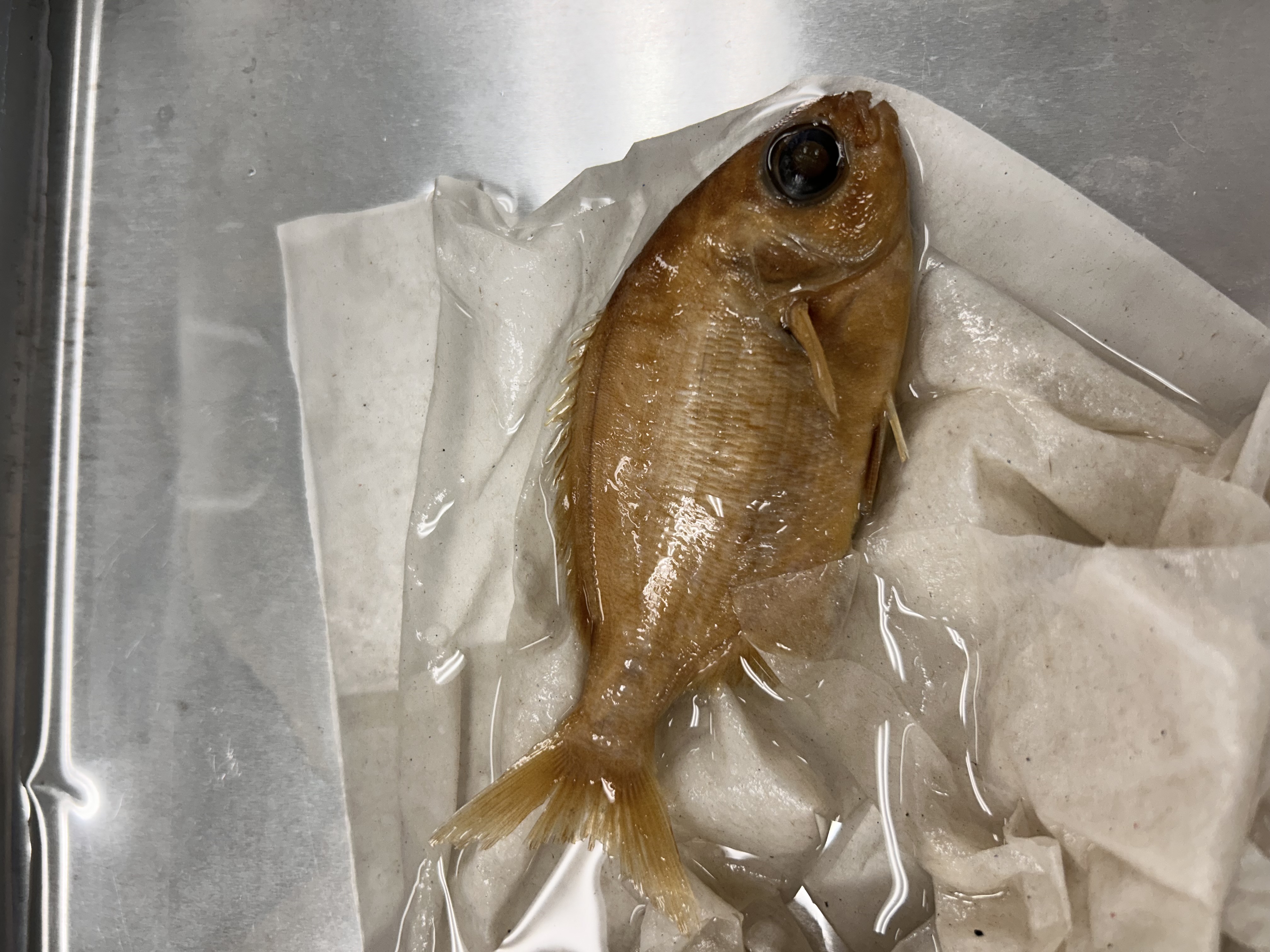 <p>Bermuda chub</p>