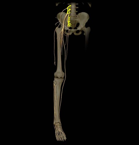 A. Lumbar plexus: ventral rami of L1-L4
B. Sacral plexus: ventral rami of L4-S4
C. Usually considered together because of their close relationship