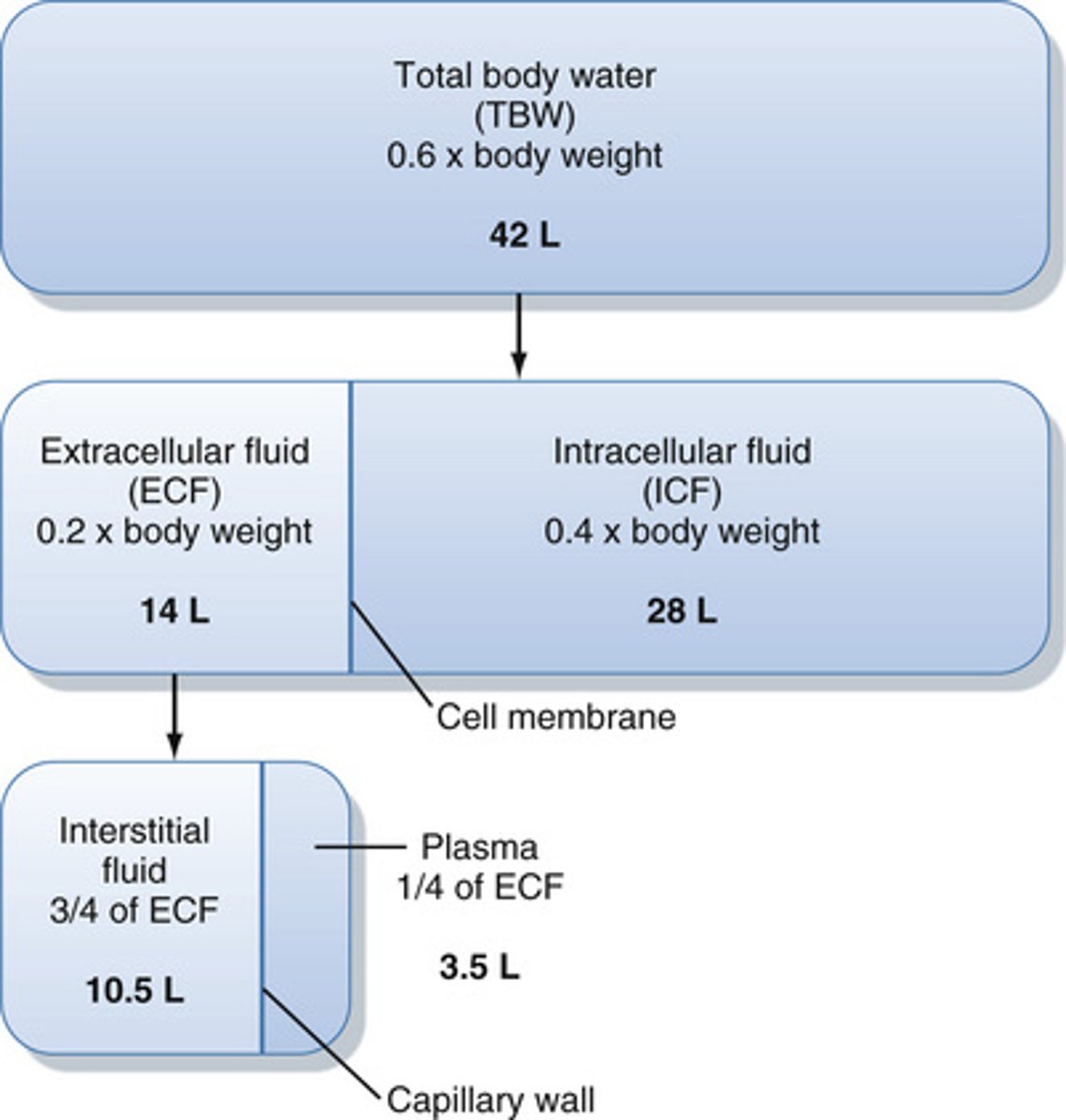 <p>plasma and interstitial fluid</p>