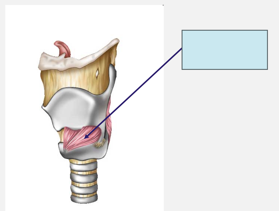 <p>name this laryngeal muscle</p>