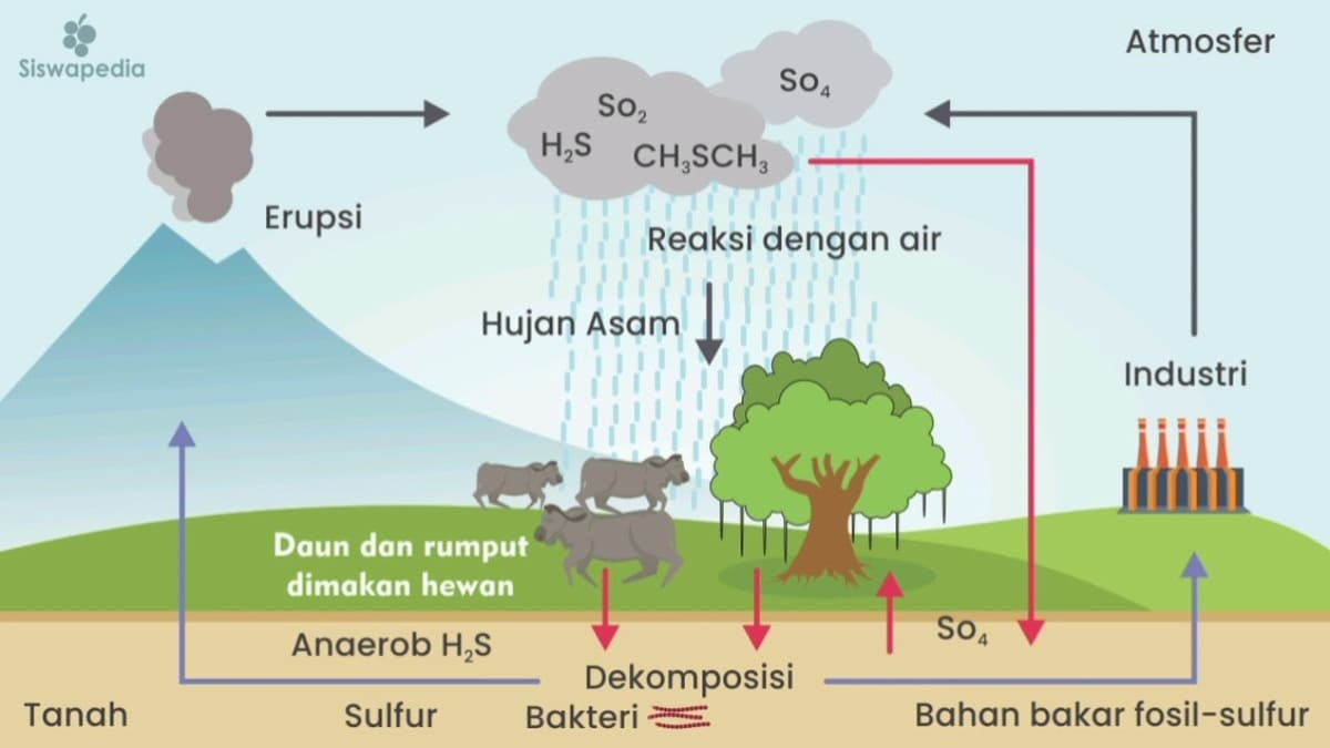 <p>Gunung meletus mengeluarkan gas sulfur </p><p>Gas sulfur bereaksi dengan uap air yang ada di atmosfer </p><p>Hujan asam terjadi </p><p>Asam sulfat diserap oleh tanah </p><p>Bangkai yang ada dibawah tanah menjadi lebih cepat dalam proses dekomposisi </p><p>Dekomposisi selesai bangkai menjadi fosil </p><p>Fosil diolah di industri </p><p>Industri menghasilkan gas sulfur dalam prosesnya </p><p>Gas sulfur lepas ke atmosfer</p>