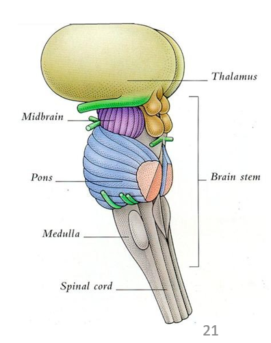 <p><strong>Tectum</strong>: <u>oriënterende reflexen</u></p><ul><li><p>colliculi superior (visueel tectum): visuele stimuli</p></li><li><p>colliculi inferior (auditief tectum): auditieve stimuli</p></li></ul><p><strong>Tegmentum</strong></p><ul><li><p><u>alertheid & motivatie</u> (projecties dopamine van ventrale tegmentale regio → voorhersenen)</p></li><li><p><u>motor controle</u> (substantia nigra → basale ganglia)</p></li><li><p><u>pijnmodulatie</u> (periaqueductale grijze stof)</p></li></ul><p></p>