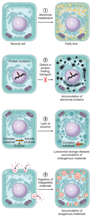Fig. 2.24 Mechanisms of intracellular accumulation
