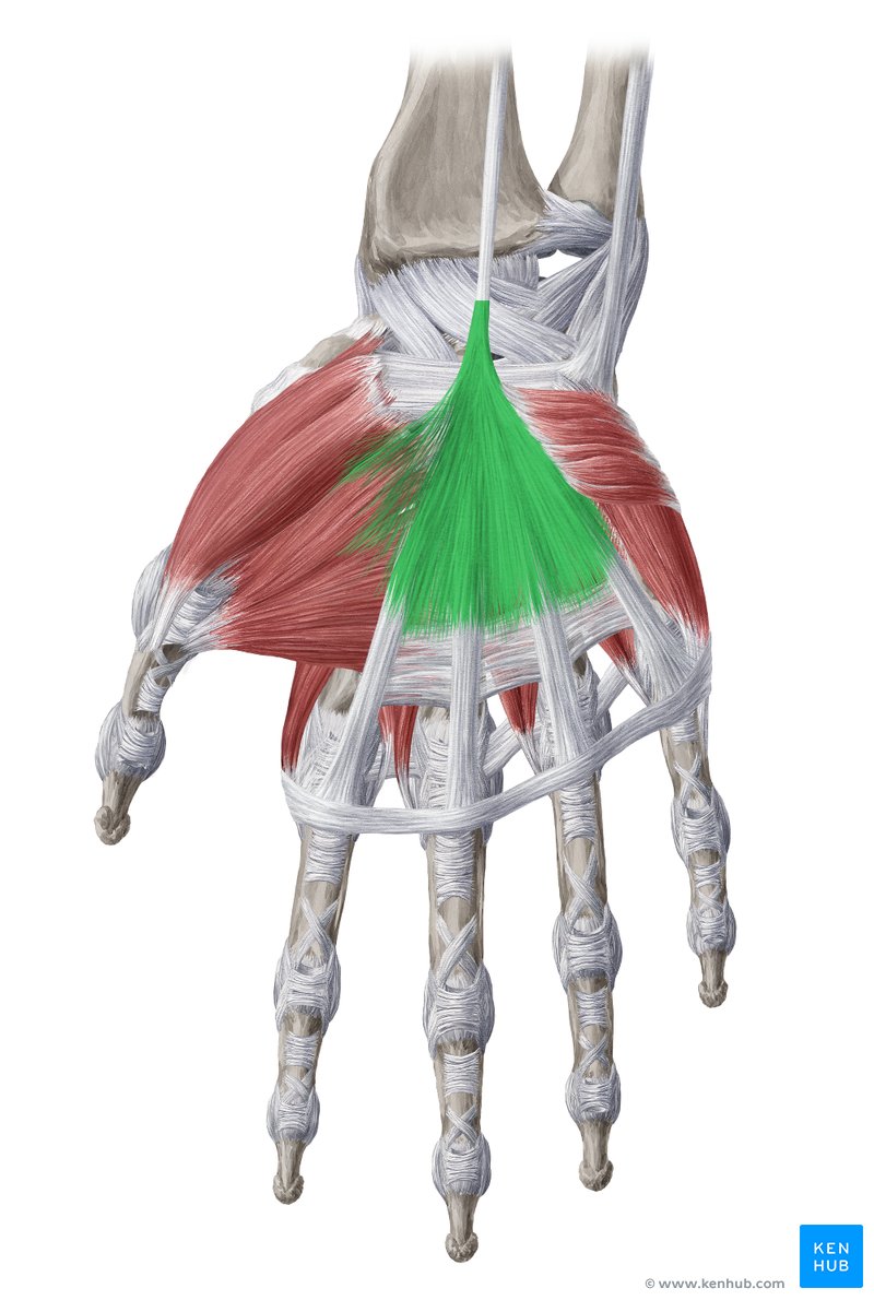<p>Location:</p><ul><li><p>the palm of the hand</p></li></ul><p></p><p>Function:</p><ul><li><p>improve grip</p></li><li><p>protect underlying tendons, vessels, and nerves, and provide a firm attachment to the skin</p></li></ul><p></p>