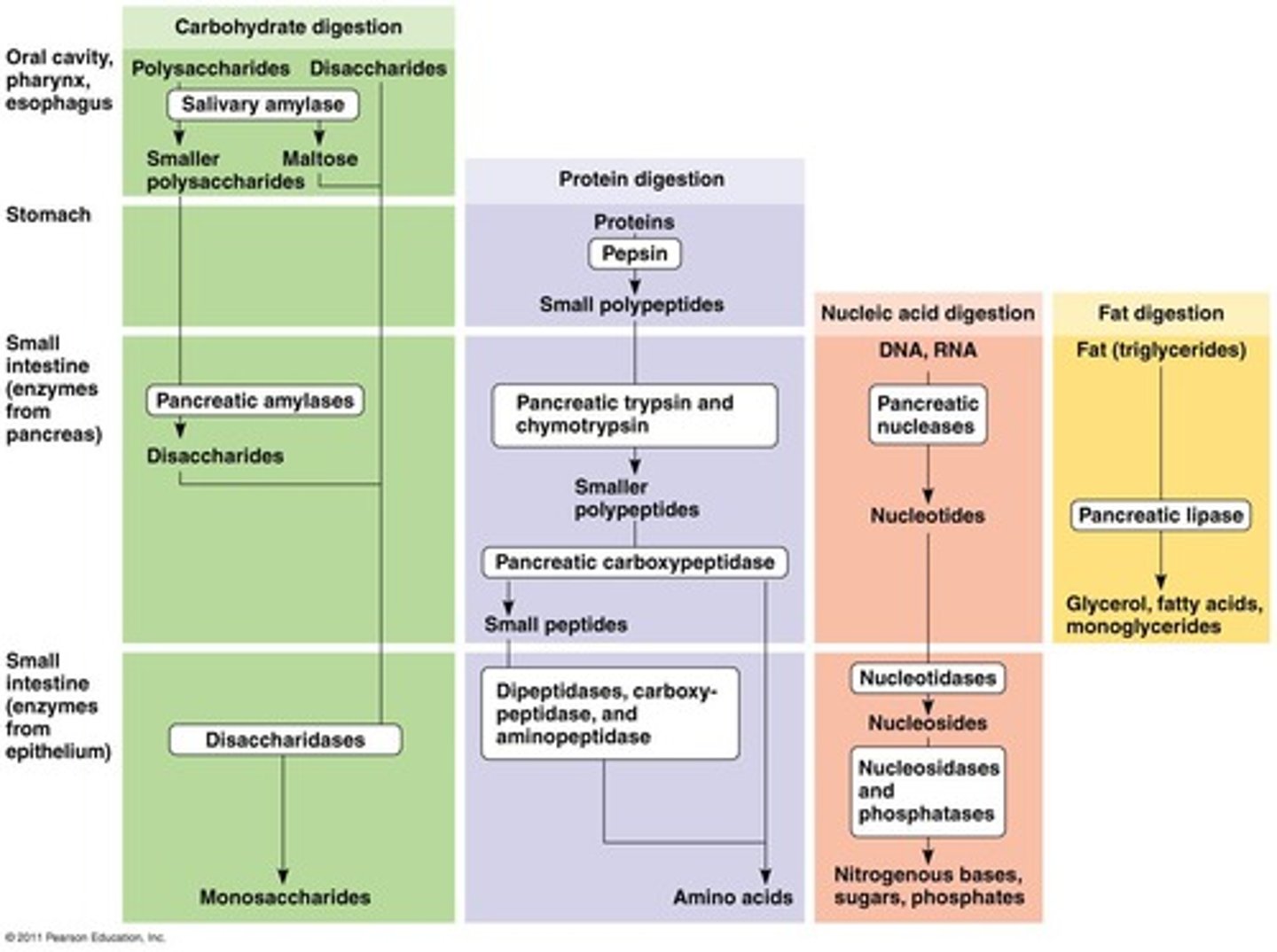 <p>series of catabolic steps that involves enzymes that break down complex food molecules into chemical building blocks</p>